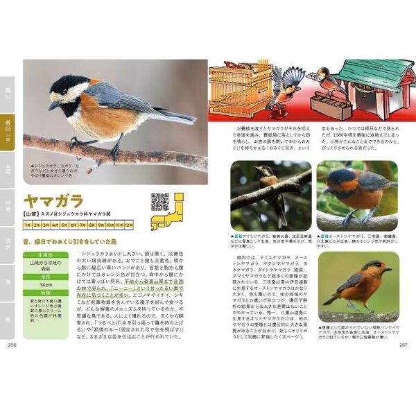 見分け方と鳴き声野鳥図鑑３５０　決定版