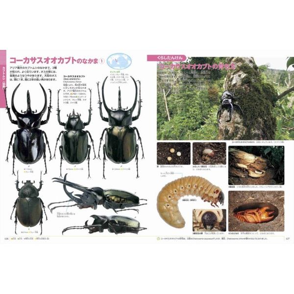 小学館の図鑑NEO DVDつき 昆虫 宇宙 カブトムシ クワガタムシ 3冊