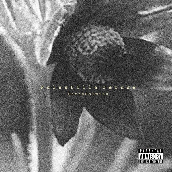 清水翔太／Pulsatilla cernua（通常盤／CD） 通販｜セブンネット