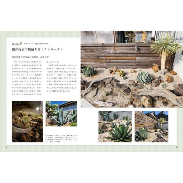 乾燥地帯の珍奇植物ドライガーデン 通販｜セブンネットショッピング