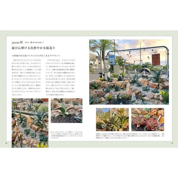 乾燥地帯の珍奇植物ドライガーデン 通販｜セブンネットショッピング