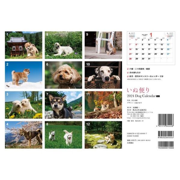 いぬ便り 岩合光昭 2024年 犬カレンダー 壁掛け 動物写真家 最大