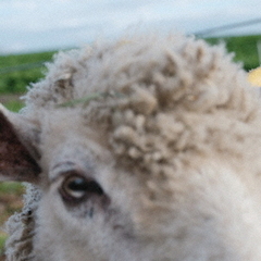 BAA，　AS　THE　SHADOWS　LOOM