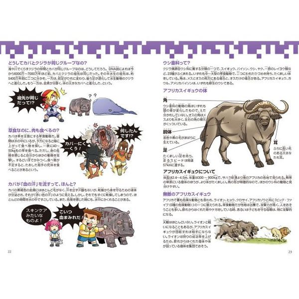 どっちが強い！？カバVS（たい）アフリカスイギュウ 超凶暴