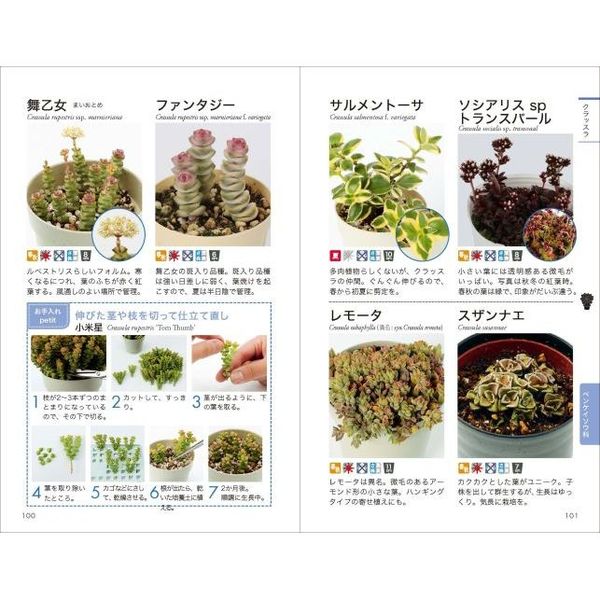 多肉植物図鑑 育て方 ふやし方がひと目で分かる 通販 セブンネットショッピング