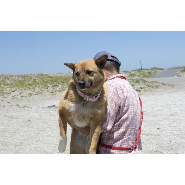 海辺の犬。 トシさんとララの物語 通販｜セブンネットショッピング