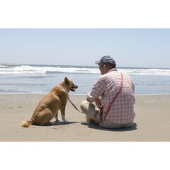海辺の犬。