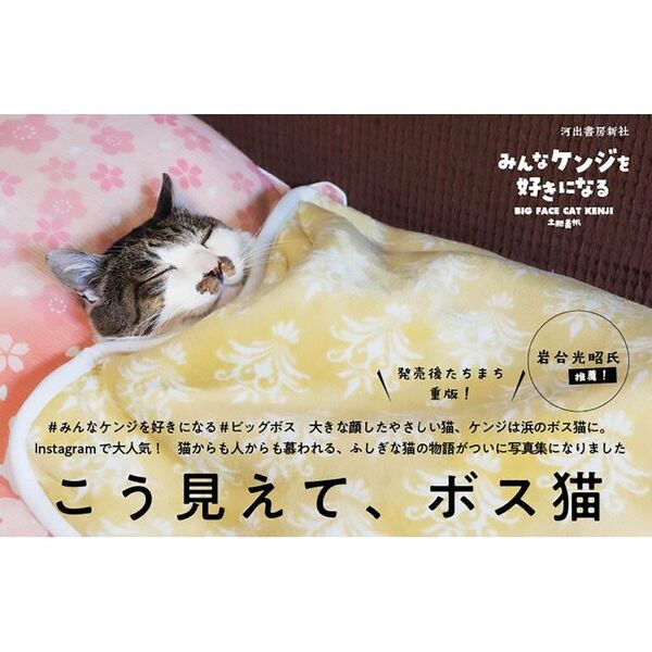 みんなケンジを好きになる BIG FACE CAT KENJI 通販