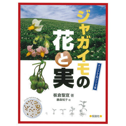 ジャガイモの花と実