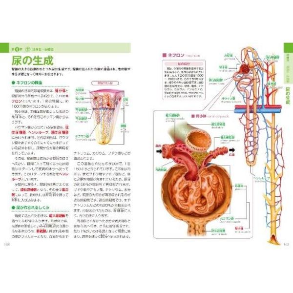 解剖学 : 人体の構造と機能 テキスト版と図譜版箱付 - 健康/医学