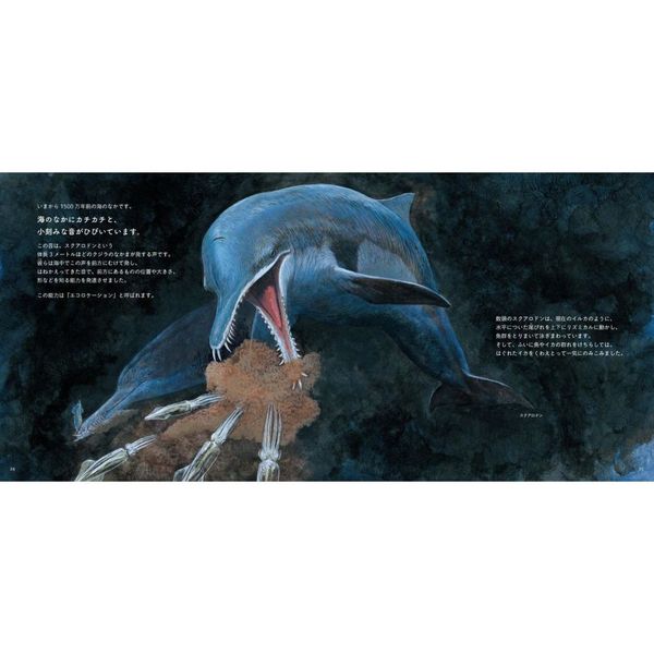 クジラの進化 通販｜セブンネットショッピング