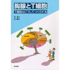 胸腺とＴ細胞　Ｔ細胞はこうしてつくられる