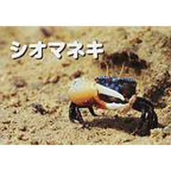 シオマネキ