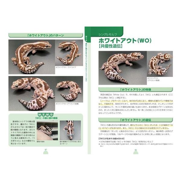 ニシアフリカトカゲモドキ大全 飼育・繁殖の基本から多彩なモルフまで