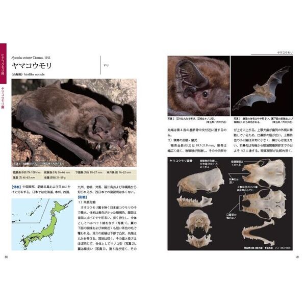 識別図鑑日本のコウモリ 通販｜セブンネットショッピング