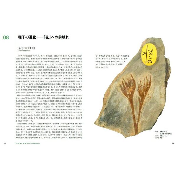 世界を変えた50の植物化石 通販｜セブンネットショッピング