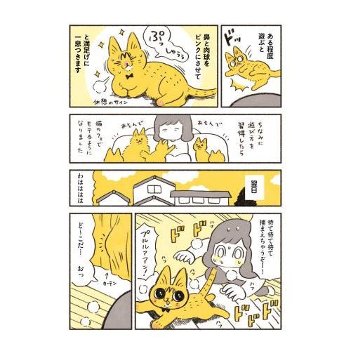 茶トラのやっちゃん 通販｜セブンネットショッピング