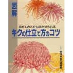 図解・キクの仕立て方