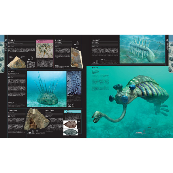 生物の進化大図鑑 91i4jFuepUL.jpg