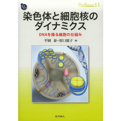 染色体と細胞核のダイナミクス　ＤＮＡを操る細胞の仕組み