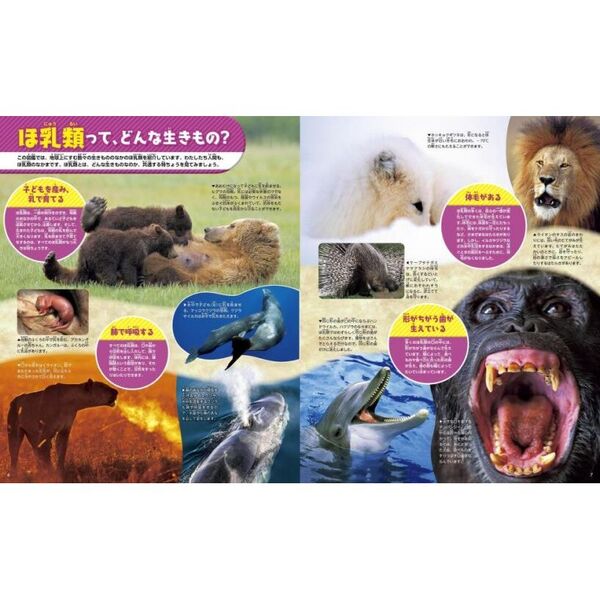 JPBA公式教材 DVD 11枚セット 動物スペシャリスト養成講座 Amazon.co.jp: 教科書ガイド数研出版版 ビッグディッパー