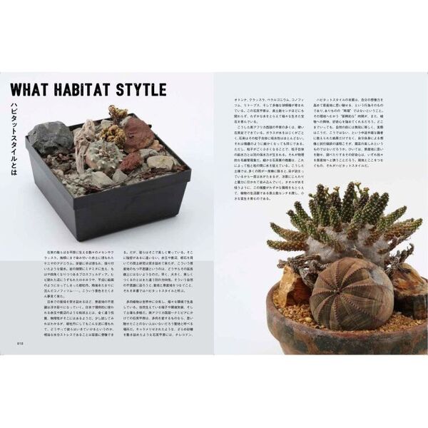 ハビタットスタイル ラモシシマ 鉢のまま発送 ハビタットスタイル ラモシシマ 鉢のまま発送 写真付き】植物