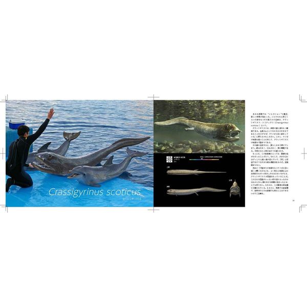 リアルサイズ古生物図鑑 古生代編 古生物のサイズが実感できる! 古生物のサイズが実感できる！ リアルサイズ古生物図鑑中生代編