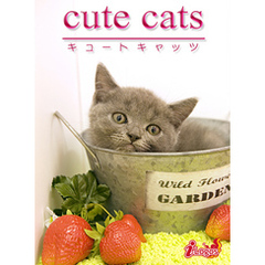 cute cats12 ブリティッシュショートヘア