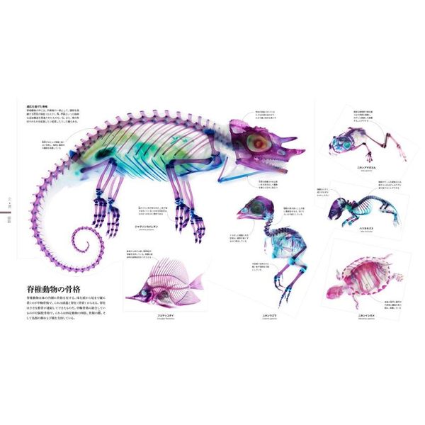 動物の図鑑 3/21発売／シリーズ累計250万部突破！ 777語以上のことばと写真