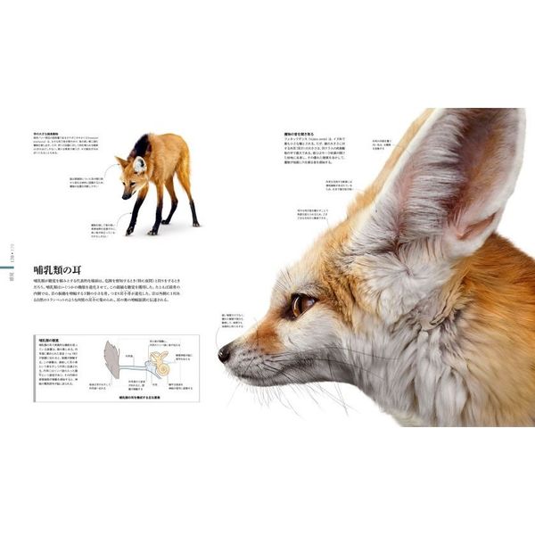 動物の図鑑 2535-7401-