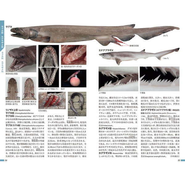 日本魚類館　精緻な写真と詳しい解説