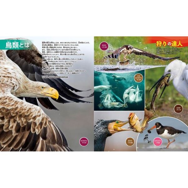 鳥 新訂版 通販｜セブンネットショッピング
