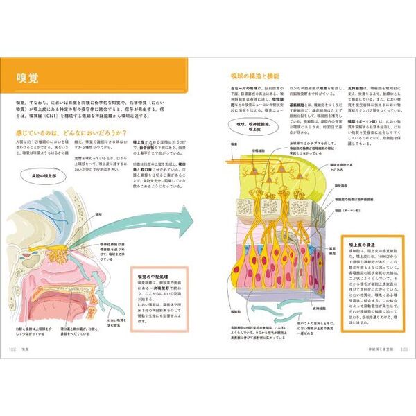 イラストでわかるやさしい解剖学