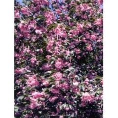 Ｓ．Ｅ．Ｎ．Ｓ．／恋愛集　ラブソング・ベストアルバム