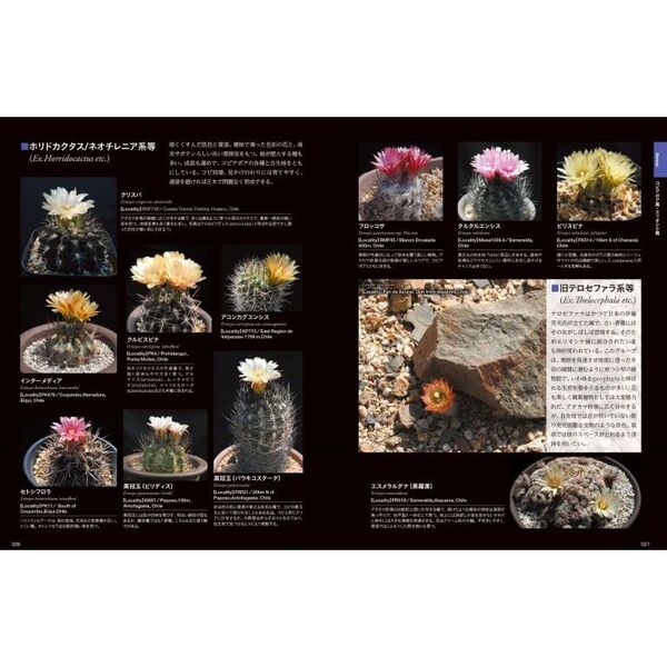 シャボテン新図鑑 Cactus in habitat and
