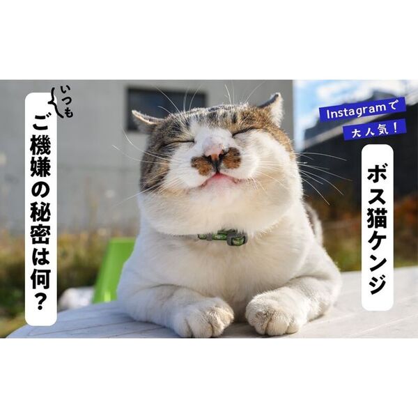 みんなケンジでご機嫌だべや BIG FACE CAT KENJI 通販
