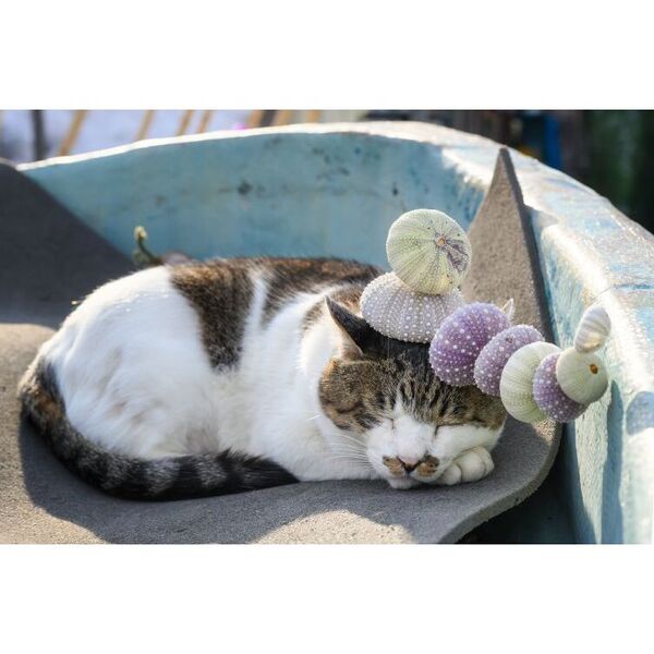 みんなケンジでご機嫌だべや BIG FACE CAT KENJI 通販