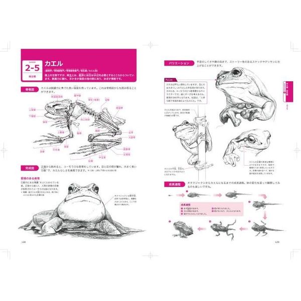 動物デッサンの基本とコツ ゼロから学ぶプロの技法 驚くほどリアルに描ける！完成度が上がる！ 通販｜セブンネットショッピング