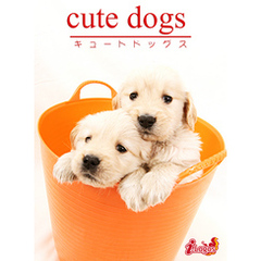cute dogs19 ゴールデン・レトリバー