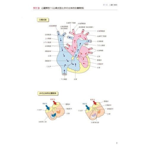 カラーイラストでみる先天性心疾患の血行動態 治療へのアプローチ 第2