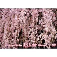 virtual trip さくら －第二章－ ＜トールサイズリニューアル＞（ＤＶＤ）