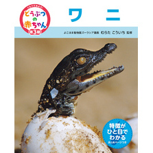 くらべてみよう！どうぶつの赤ちゃん　２４　ワニ