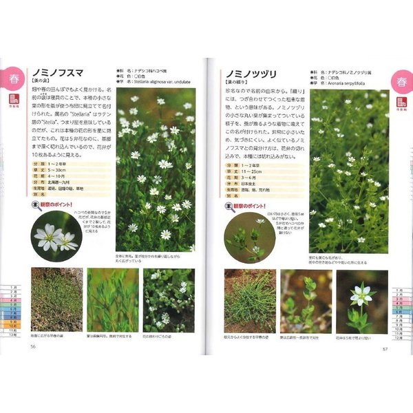 街で見かける雑草・野草図鑑 観察のポイント＆料理レシピ付き