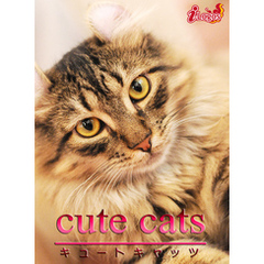 cute cats11 アメリカンカール