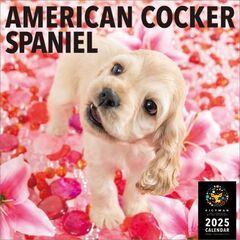 アメリカン・コッカー・スパニエル 2025年カレンダー
