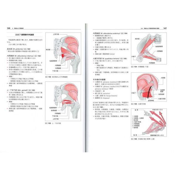 からだの構造と機能　２　下肢の詳しい機能解剖学　腰椎　骨盤　股関節　下肢