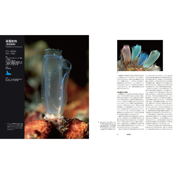 美品　知られざる地球動物大図鑑 : 驚くべき生物の多様性 知られざる地球動物大図鑑:驚くべき生物の多様性の通販