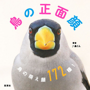 鳥の正面顔