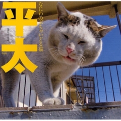 平太　なにわのぶちゃいどる猫