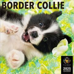 ボーダー・コリー 2025年カレンダー
